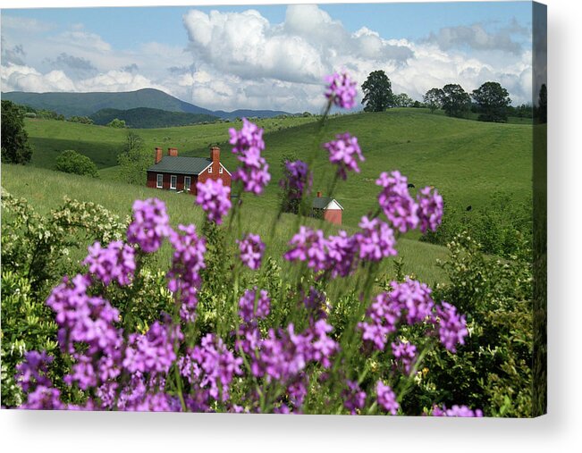 Grass Acrylic Print featuring the photograph Purple flower in landscape by Emanuel Tanjala