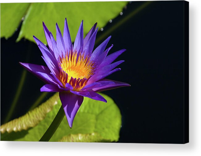 Water Lily Acrylic Print featuring the photograph Purple Gold by Steve Stuller