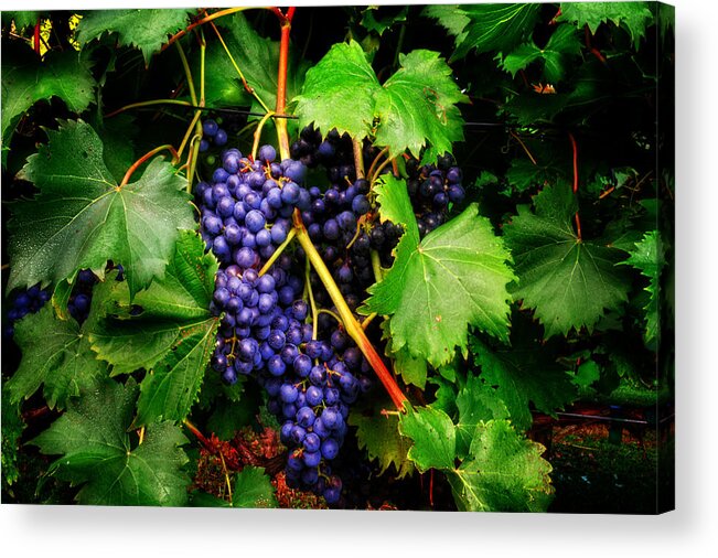Chambourcin Acrylic Print featuring the photograph Grapes by Greg and Chrystal Mimbs