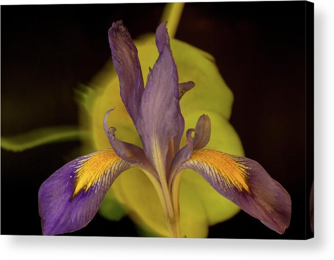 Iris Acrylic Print featuring the photograph Purple Iris 2 by Douglas Barnett