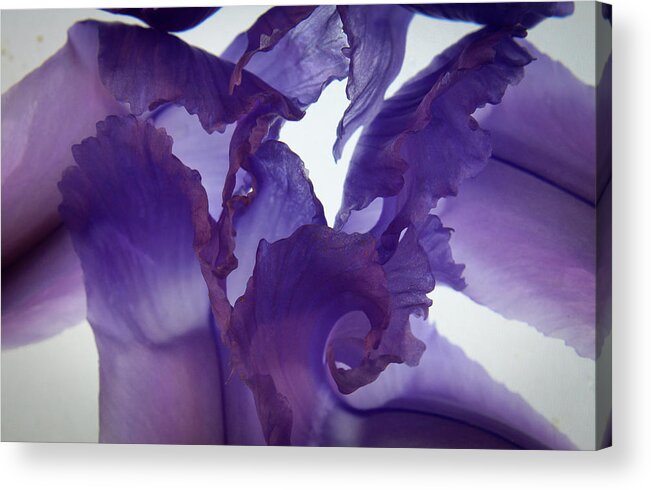 Purple Petals Acrylic Print featuring the photograph Purple Lace by Bobby Villapando