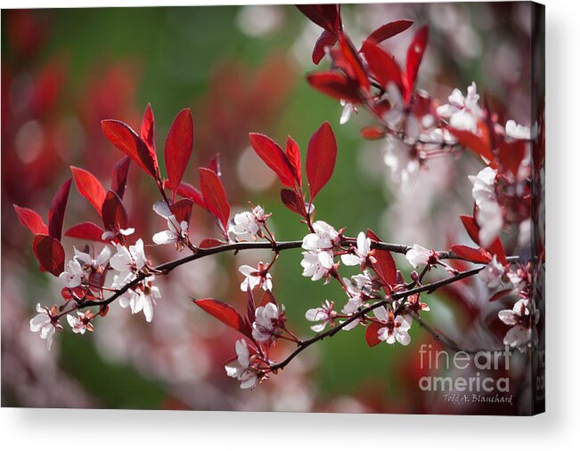 Tennessee Acrylic Print featuring the photograph Purple Leaf Plum No. 2 by Todd Blanchard