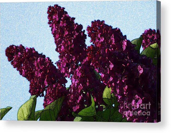 Bloom Acrylic Print featuring the digital art Purple Lilac 3 by Jean Bernard Roussilhe