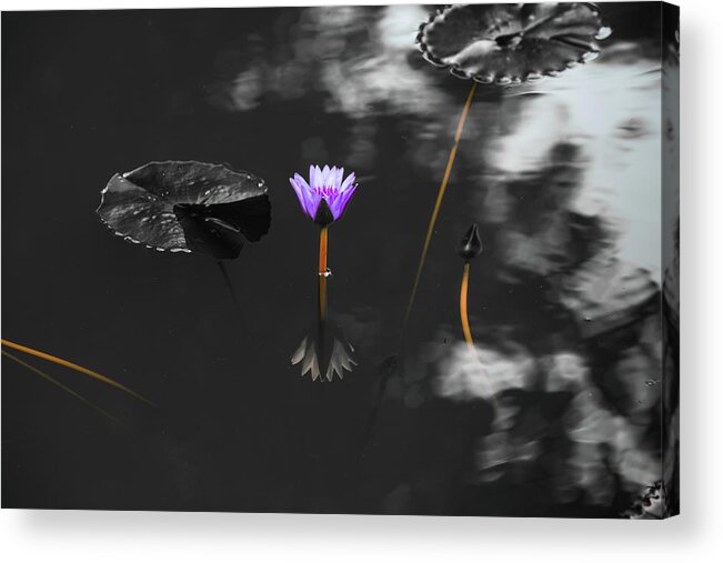 Bloom Acrylic Print featuring the photograph Purple Lily in Black and White by Dennis Dame