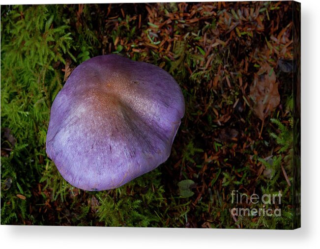 Mushroom Acrylic Print featuring the photograph Purple Mushroom-Signed-#6202 by J L Woody Wooden