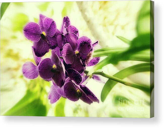 Purple Orchids Acrylic Print featuring the photograph Purple Orchid by Jeff Breiman