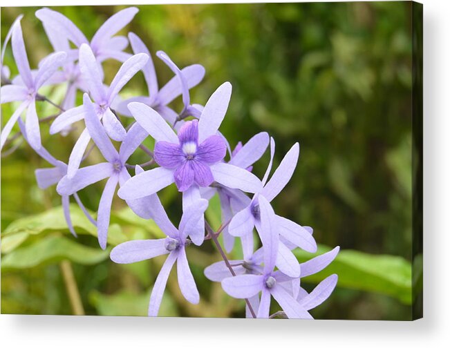 Kauai Acrylic Print featuring the photograph Purple Orchids 2 by Amy Fose