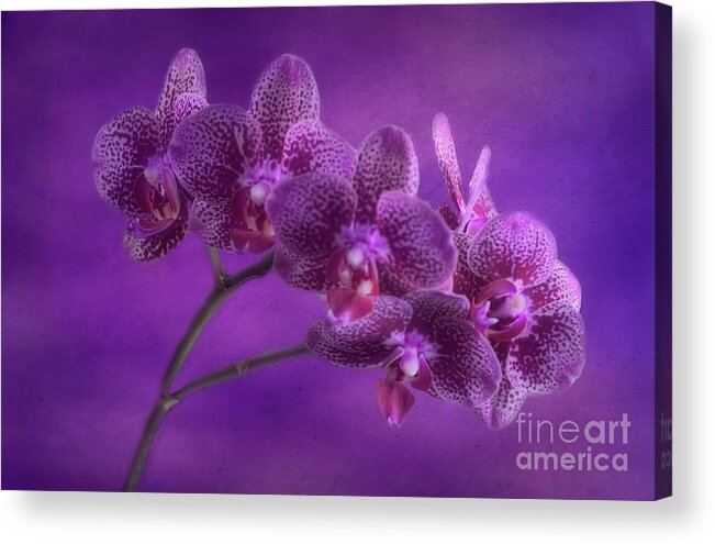 Flowers Acrylic Print featuring the photograph Purple Orchids by Joan Bertucci