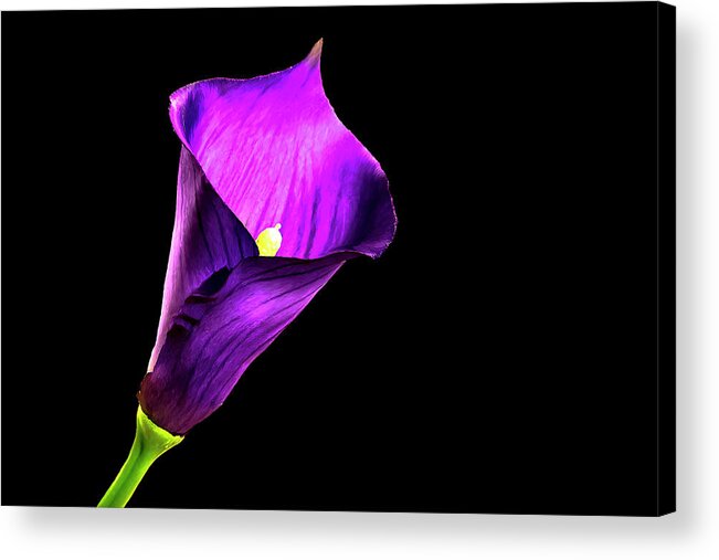 Purple Flower Acrylic Print featuring the photograph Purple Pitcher by Mike Stephens