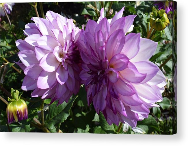 Purple Flower Acrylic Print featuring the photograph Purple Prettiness by Gallery Of Hope 