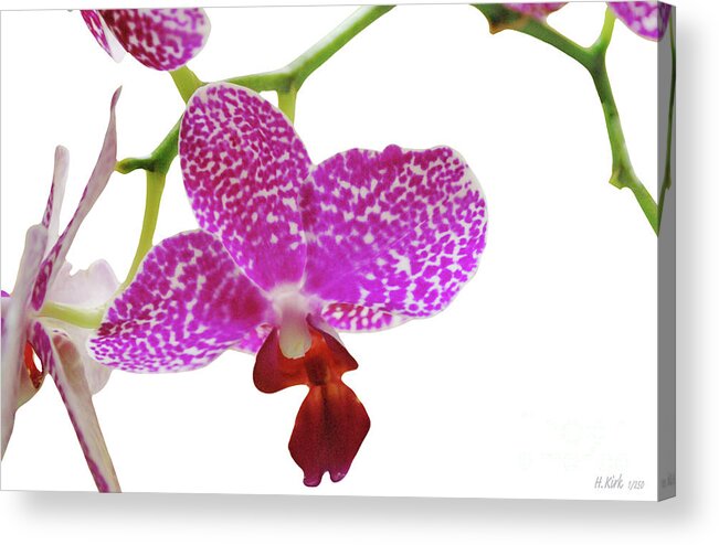 Phalaenopsis Acrylic Print featuring the photograph Purple Spotted Orchid on White by Heather Kirk