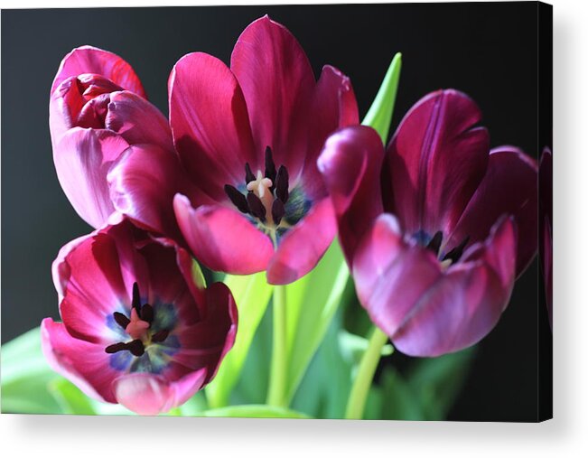 Tulips Acrylic Print featuring the photograph Magenta Tulips #1 by Tammy Pool