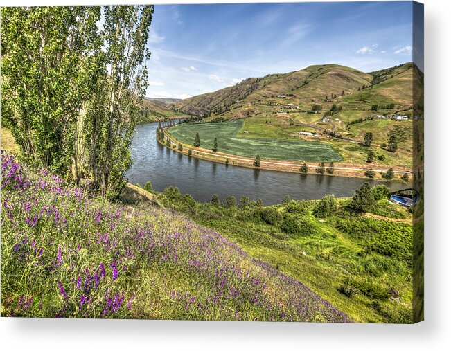 Purple Acrylic Print featuring the photograph Purple Wildflowers on the Hillside by Brad Stinson
