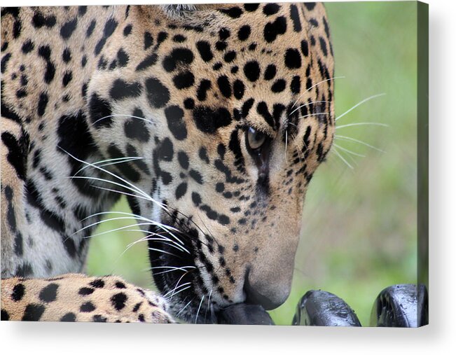 Jaguar Acrylic Print featuring the photograph Jaguar and Toy by DB Hayes
