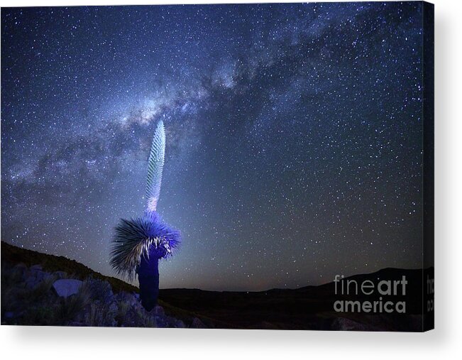 Milky Way Acrylic Print featuring the photograph Puya Raimondii Plant Under the Stars by James Brunker