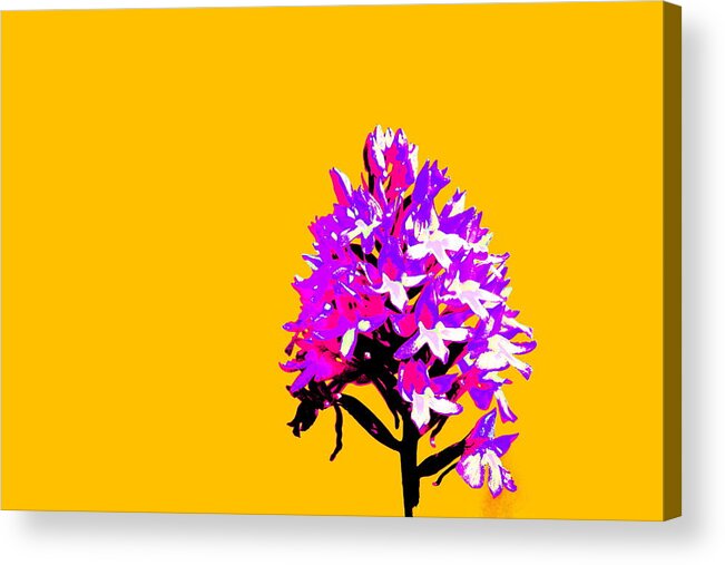 Flowers Acrylic Print featuring the photograph Orange Pyramid orchid by Richard Patmore