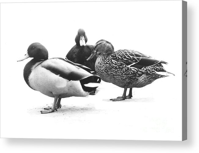 Ducks Acrylic Print featuring the photograph Quackers by Michael Swanson