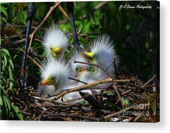 Great White Egret Acrylic Print featuring the photograph Quadruplets by Barbara Bowen