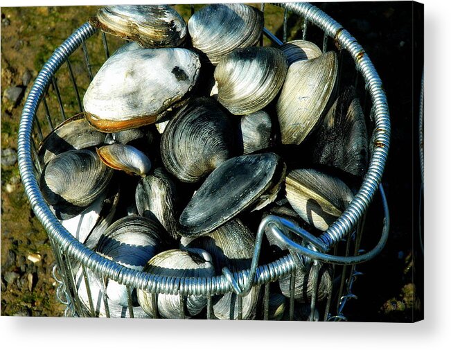 Quahogs Acrylic Print featuring the photograph Quahogs And Clams by Bruce Carpenter