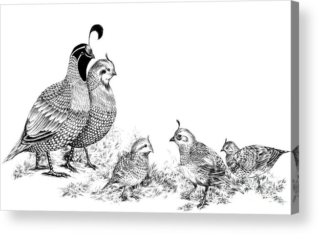 Quail Acrylic Print featuring the drawing Quail Family Outing by Alice Chen