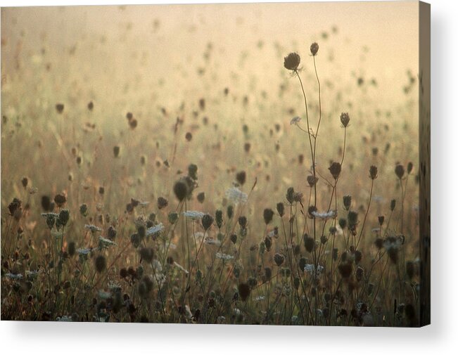 Queen Anne's Lace Acrylic Print featuring the photograph Queen Anne's Court by DArcy Evans
