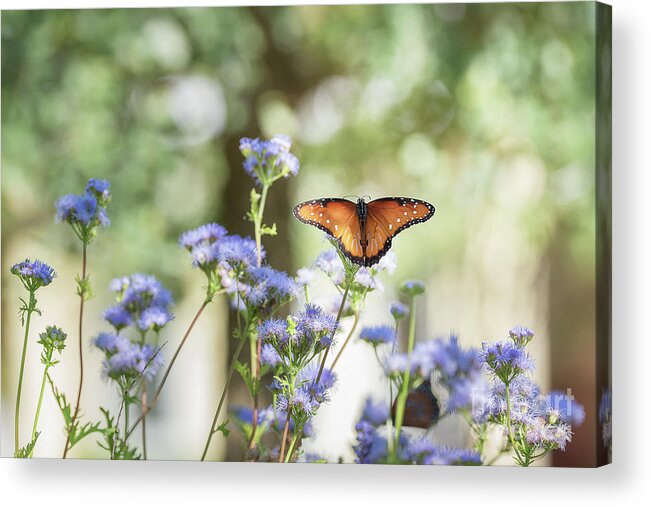 Cathy Alba Acrylic Print featuring the photograph Queen Butterfly by Cathy Alba