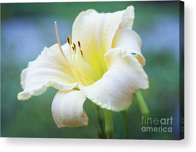 Daylily Acrylic Print featuring the photograph Queen of the Garden by Anita Pollak