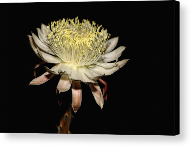 Flowers Acrylic Print featuring the photograph Queen Of The Night by Elaine Malott