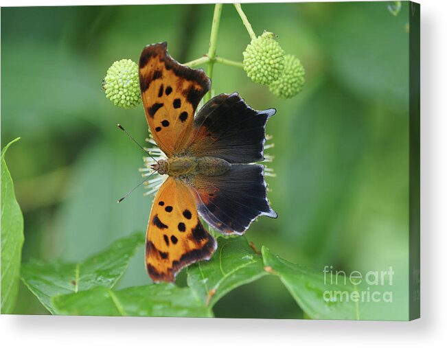 Question Mark Butterfly Acrylic Print featuring the photograph Question Mark Butterfly - Top View 1 by Robert E Alter Reflections of Infinity