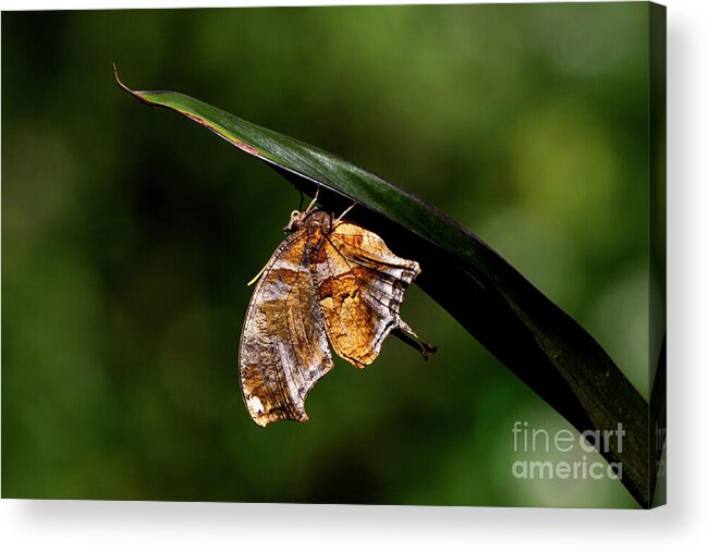 Insect Acrylic Print featuring the photograph Question mark Butterly on agave by Ruth Jolly