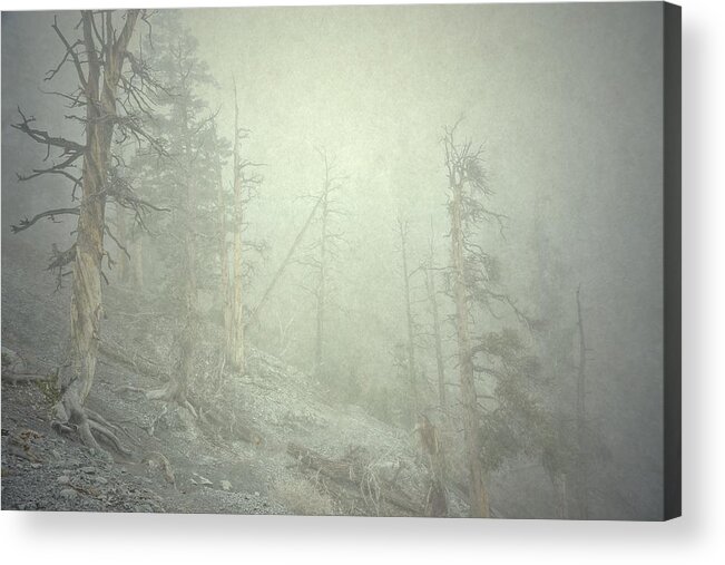 Cloud Acrylic Print featuring the photograph Quiet Type by Mark Ross