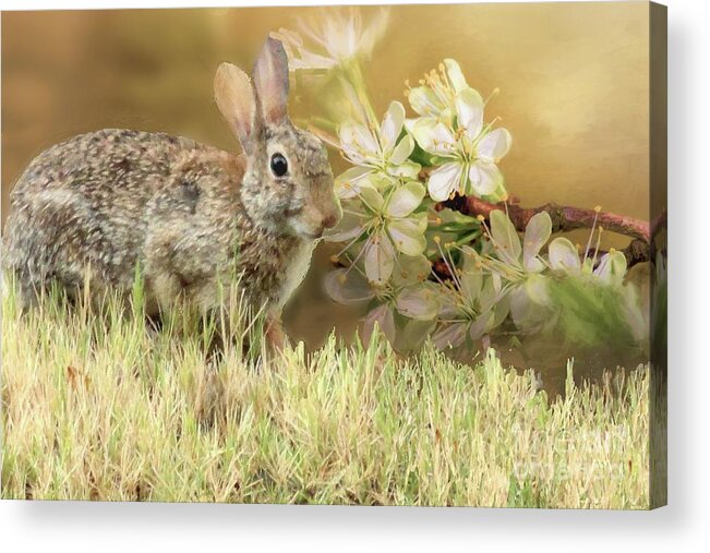 Rabbit Acrylic Print featuring the digital art Eastern Cottontail Rabbit in Grass by Janette Boyd