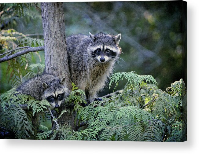 Raccoons Acrylic Print featuring the photograph Raccoons in Stanley Park by Maria Angelica Maira