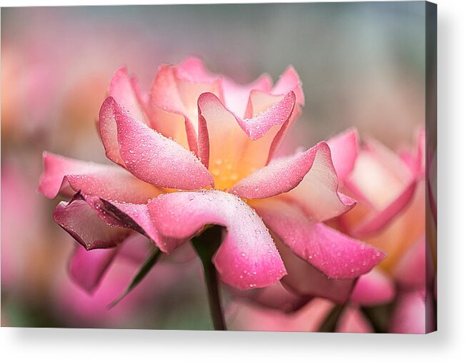 Floral Acrylic Print featuring the photograph Rain Catcher by Jeff Abrahamson
