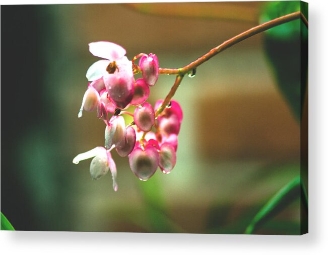 Plant Acrylic Print featuring the photograph Rain on Flowers by Totto Ponce
