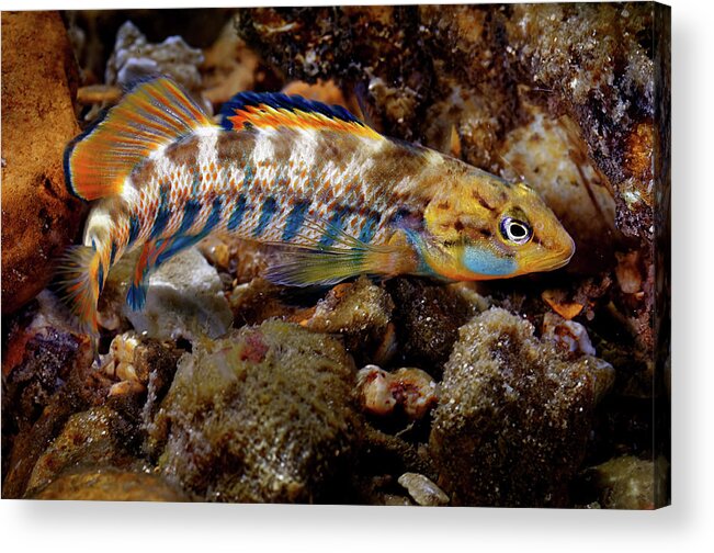 2016 Acrylic Print featuring the photograph Rainbow Darter by Robert Charity
