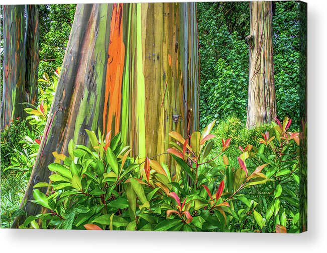 Eucalyptus Acrylic Print featuring the photograph Rainbow Eucalyptus 3 by Will Wagner