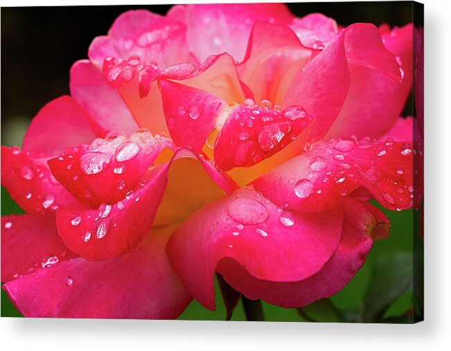 Rose Acrylic Print featuring the photograph Rainbow Sorbet Raindrops by Ken Stanback
