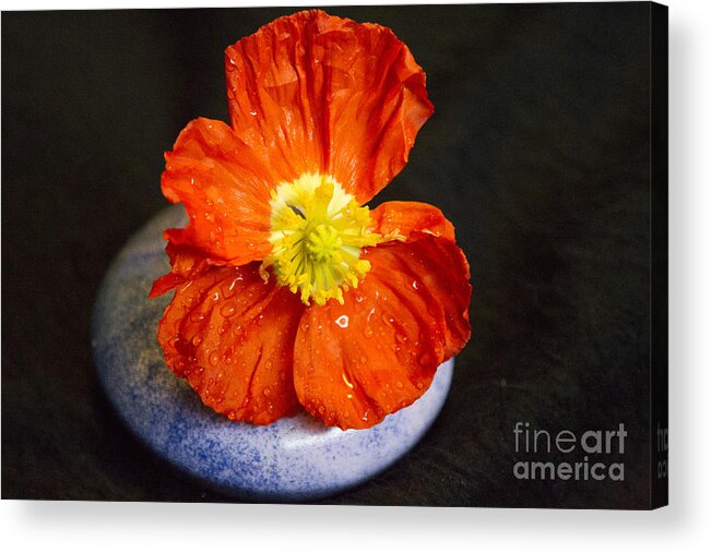 Raindrops Acrylic Print featuring the photograph Raindrops on Poppy by Jeanette French