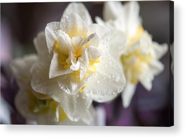 Daffodils Acrylic Print featuring the photograph Rainy Daffodils by Cathy Donohoue