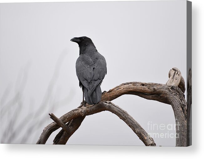 Denise Bruchman Acrylic Print featuring the photograph Rainy Day Raven by Denise Bruchman