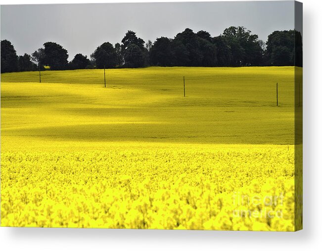 Heiko Acrylic Print featuring the photograph Rape Field in East Germany by Heiko Koehrer-Wagner