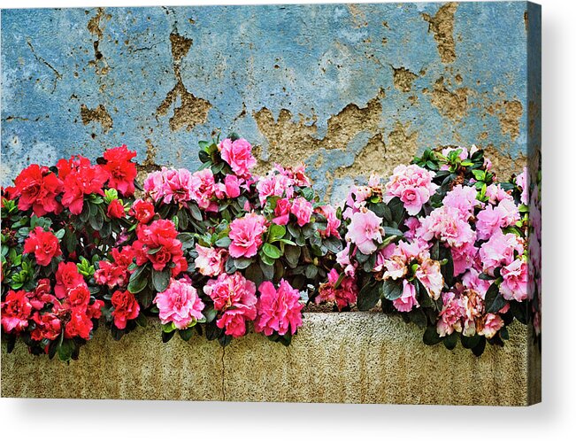 Flowers Acrylic Print featuring the photograph Raspigliosi Blooms by Jill Love