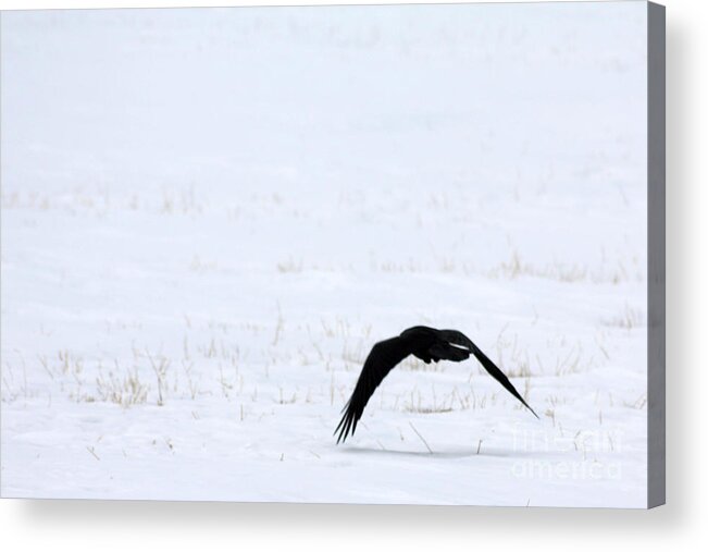 Alberta Acrylic Print featuring the photograph Raven in the Snow by Alyce Taylor