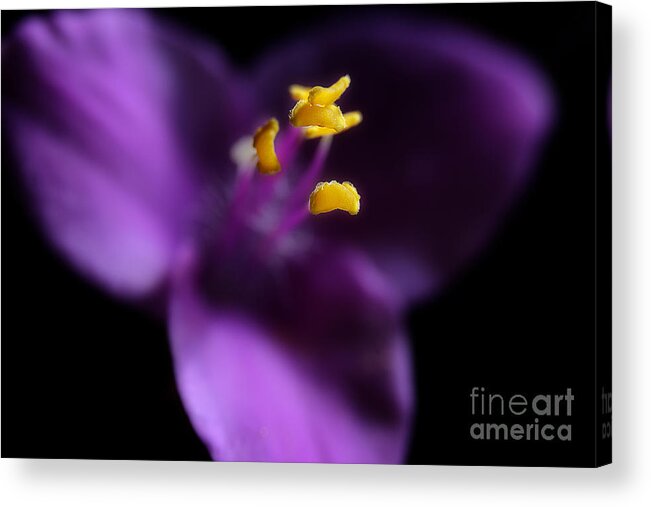 Purple Heart Flower Acrylic Print featuring the photograph Reaching by Michael Eingle