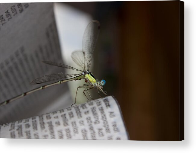 Dragonfly Acrylic Print featuring the photograph Reading the Paper by Sheryl Mayhew