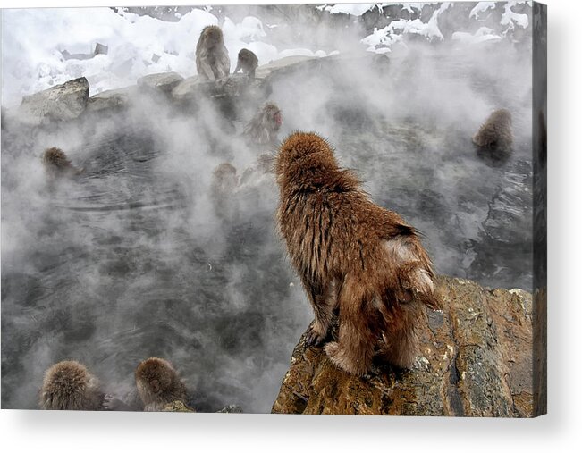 Snow Monkey Acrylic Print featuring the photograph Ready for the plunge by Kuni Photography