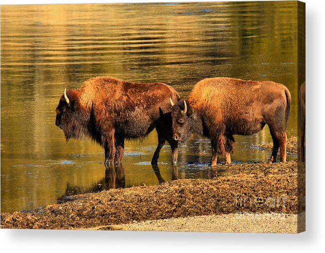 Bison Acrylic Print featuring the photograph Ready To Cross The Yellowstone by Adam Jewell