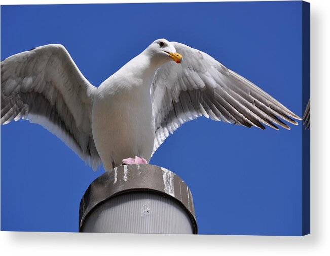 Birds Acrylic Print featuring the photograph Ready to Soar by Bridgette Gomes