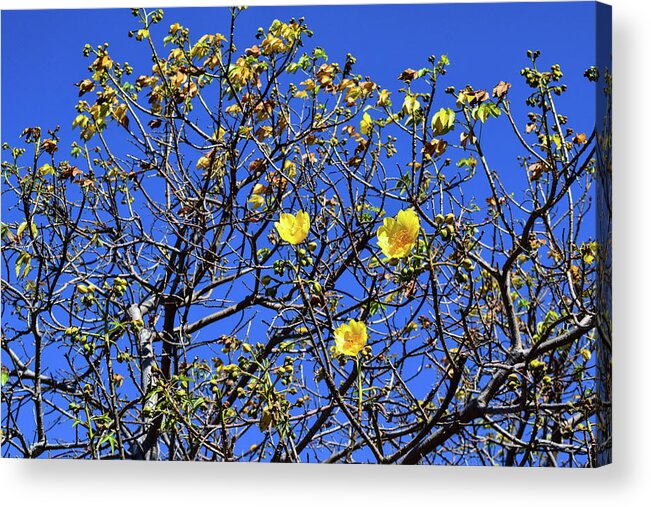Flower Acrylic Print featuring the photograph Rebirth by Nicole Lloyd